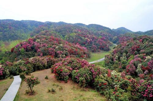 花海绽放，百里杜鹃最新喜讯播报