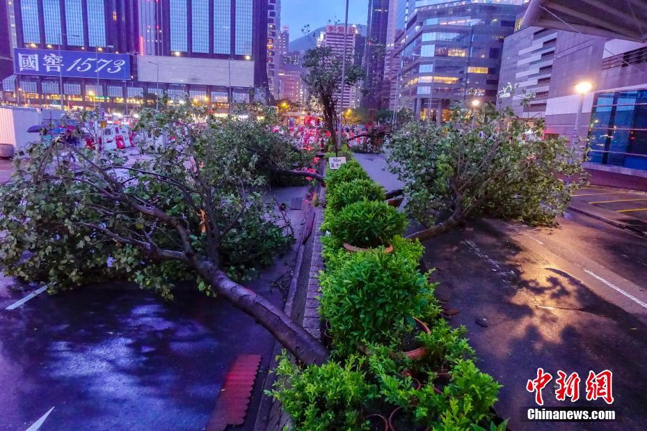 香港喜迎台风过后重建美景，最新温馨资讯报道